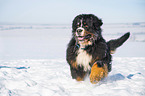 Bernese mountain dog runs through the snow