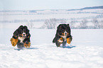 2 Bernese Mountain Dogs in the snow