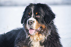 Bernese mountain dog portrait