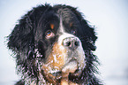 Bernese mountain dog portrait
