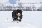 Bernese mountain dog in the winter