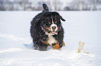 Bernese mountain dog in the winter