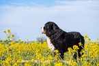 Bernese Mountain Dog