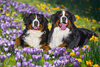 Bernese Mountain Dogs