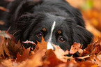 young Bernese Mountain Dog