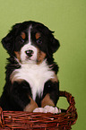 Bernese Mountain Dog Puppy