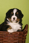 Bernese Mountain Dog Puppy