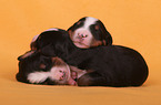 Bernese Mountain Dog Puppies