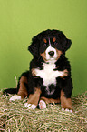 Bernese Mountain Dog Puppy