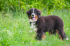 young Bernese Mountain Dog