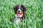 young Bernese Mountain Dog