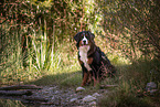 sitting Bernese Mountain Dog