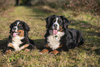 2 Bernese Mountain Dogs