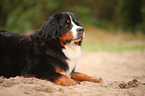 Bernese Mountain Dog