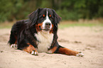 lying Bernese Mountain Dog