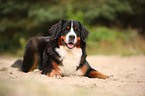 lying Bernese Mountain Dog