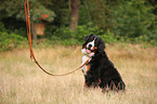 sitting Bernese Mountain Dog