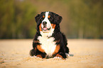 Bernese Mountain Dog