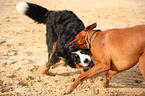 dogs
