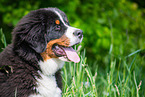 young Bernese Mountain Dog