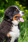 young Bernese Mountain Dog