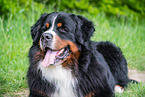Bernese Mountain Dog in summer