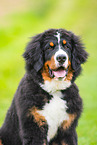 young Bernese Mountain Dog