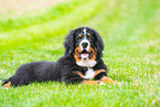 young Bernese Mountain Dog
