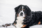 Bernese Mountain Dog in snow