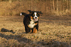 Bernese Mountain Dog Puppy