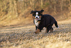 Bernese Mountain Dog Puppy