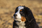 Bernese Mountain Dog Puppy