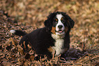 Bernese Mountain Dog Puppy