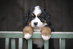 Bernese Mountain Dog Puppy