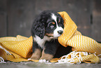 Bernese Mountain Dog Puppy