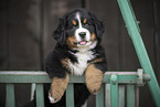 Bernese Mountain Dog Puppy