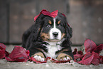 Bernese Mountain Dog Puppy