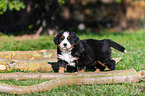 Bernese Mountain Dog Puppy