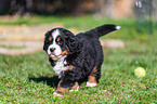 Bernese Mountain Dog Puppy