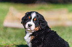 Bernese Mountain Dog Puppy