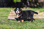 Bernese Mountain Dog Puppy