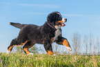 Bernese Mountain Dog Puppy