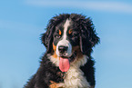 Bernese Mountain Dog Puppy