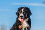 Bernese Mountain Dog Puppy