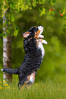 Bernese Mountain Dog Puppy