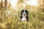 Bernese Mountain Dog Puppy