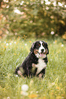 Bernese Mountain Dog Puppy