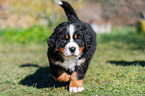 Bernese Mountain Dog Puppy