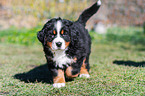 Bernese Mountain Dog Puppy