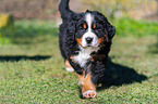 Bernese Mountain Dog Puppy